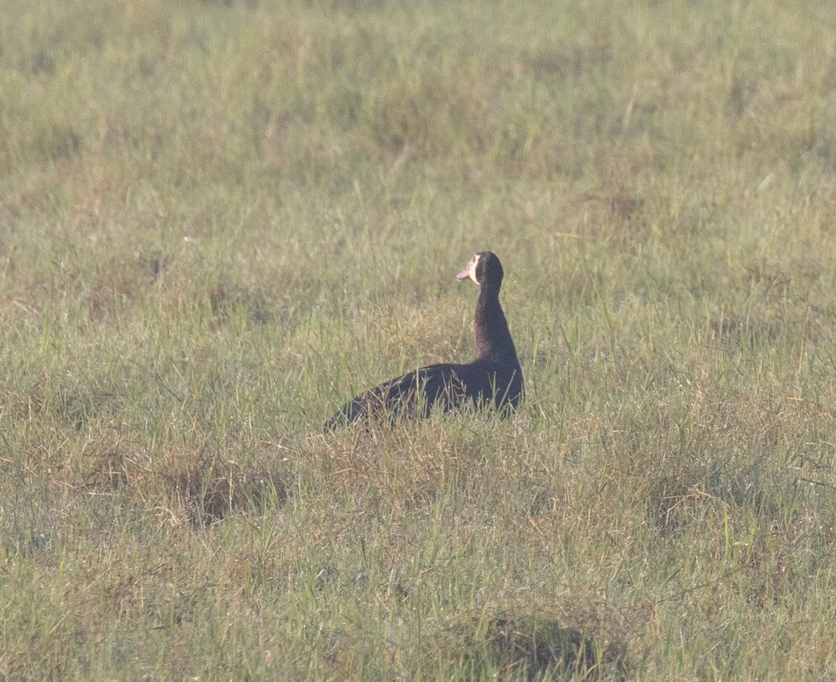 Spur-winged Goose (Northern) - ML647812052