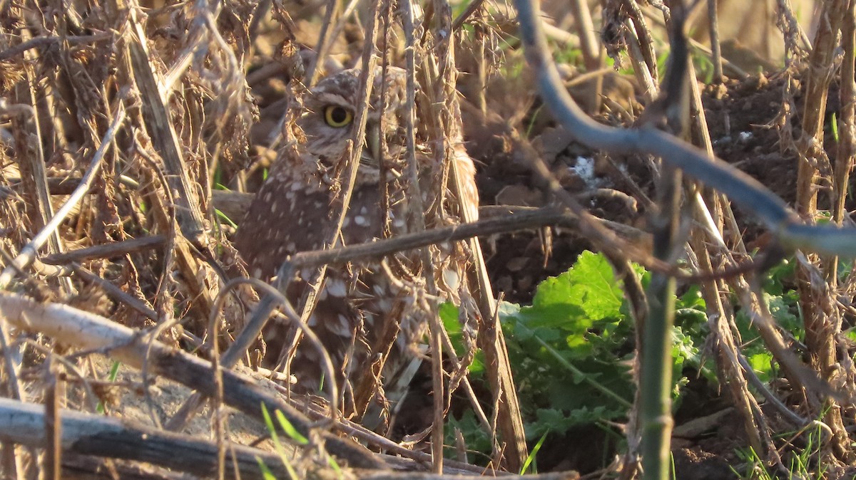 Burrowing Owl - ML647812057