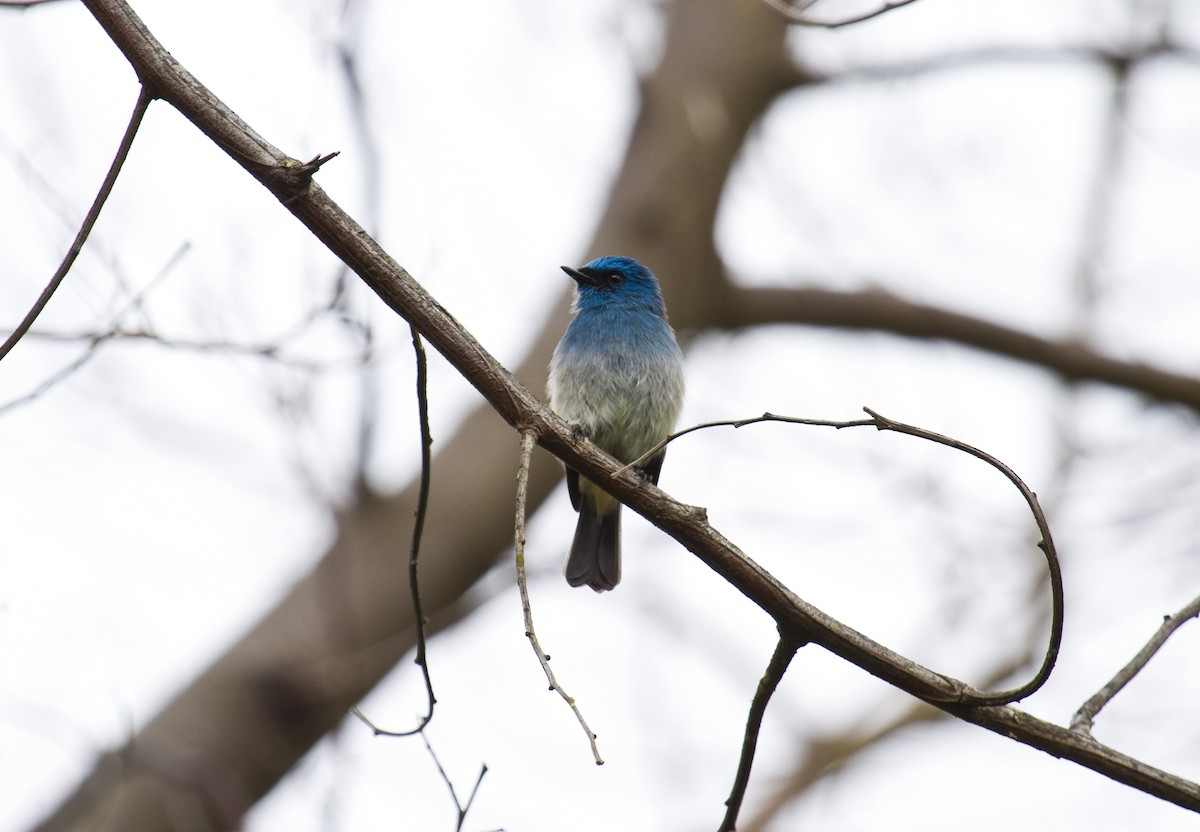 Indigo Flycatcher - ML647812058