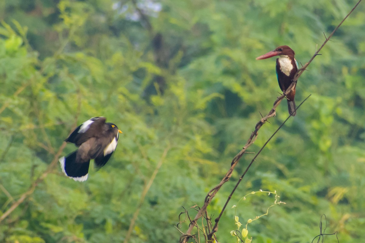 White-throated Kingfisher - ML647812059