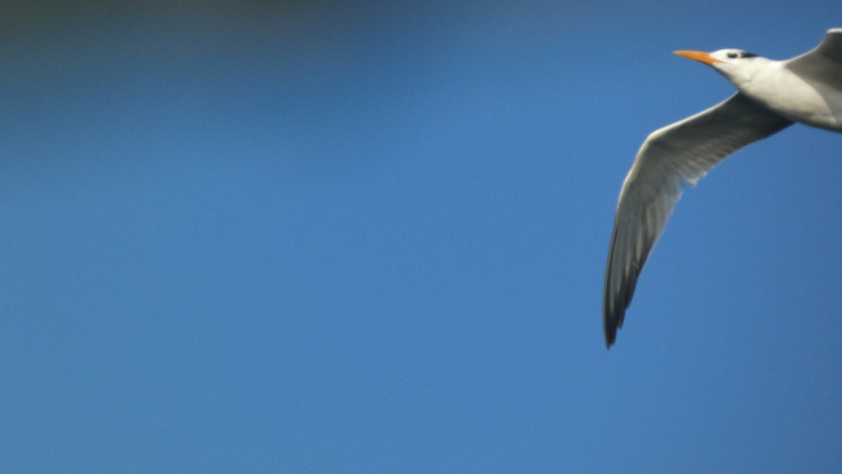 Royal Tern - ML647812062