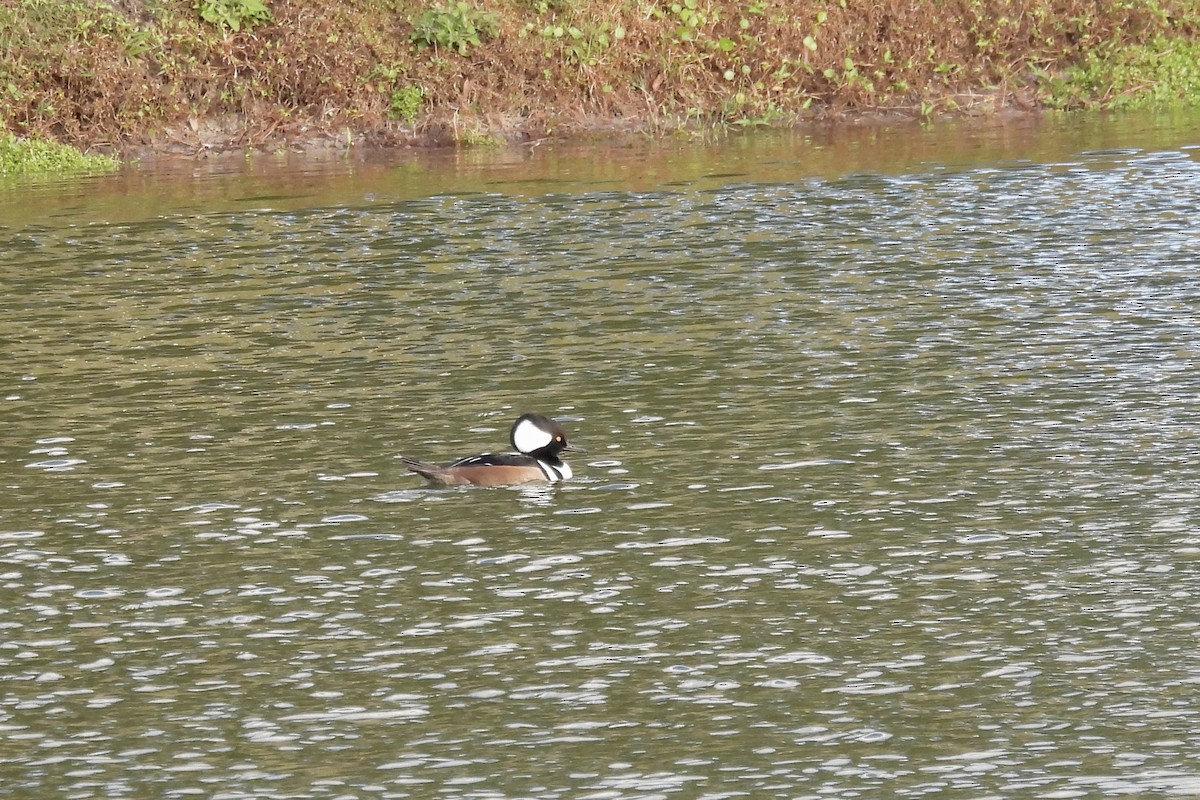 Hooded Merganser - ML647812063