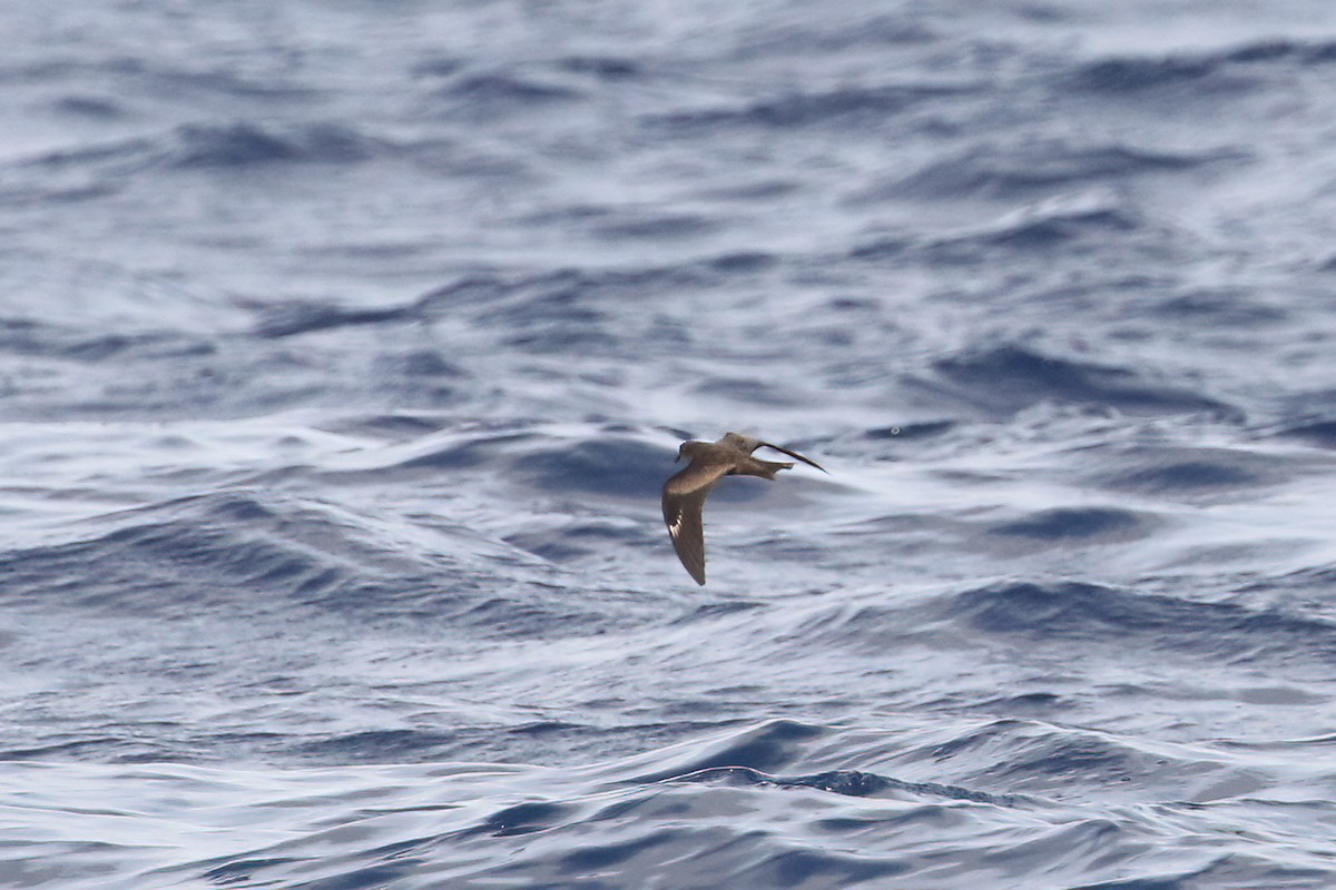 Swinhoe's Storm-Petrel - ML647812064