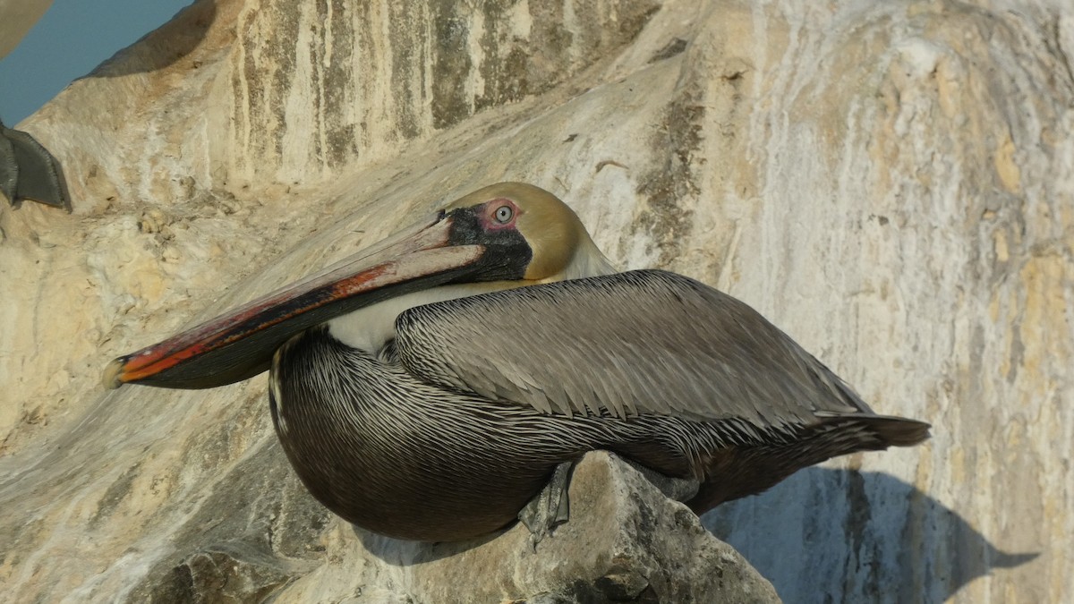 Brown Pelican - ML647812068