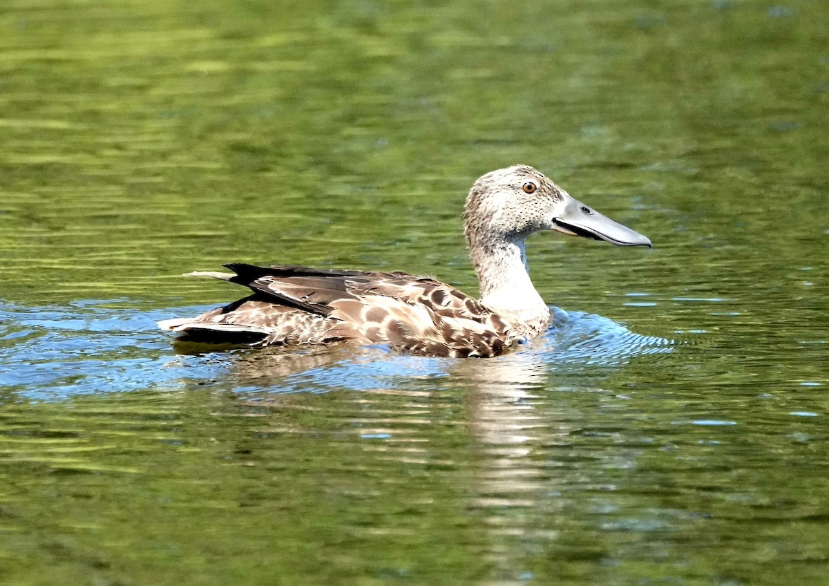 Australasian Shoveler - ML647812074