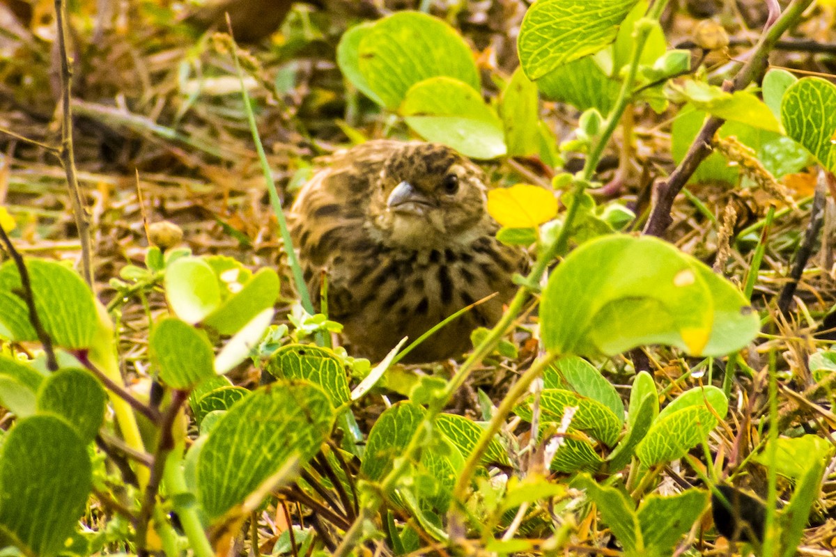 Jerdon's Bushlark - ML647812079