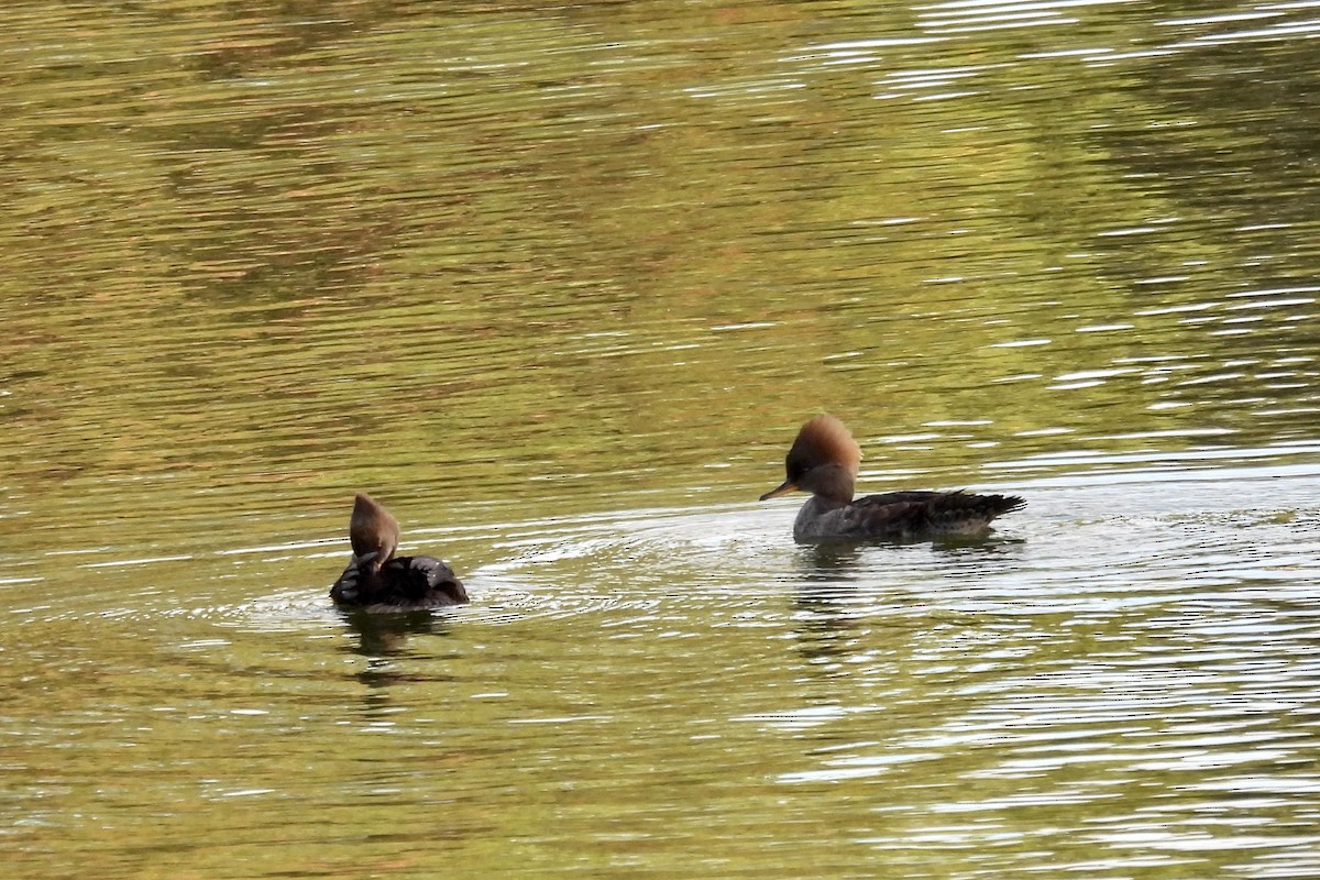 Hooded Merganser - ML647812080