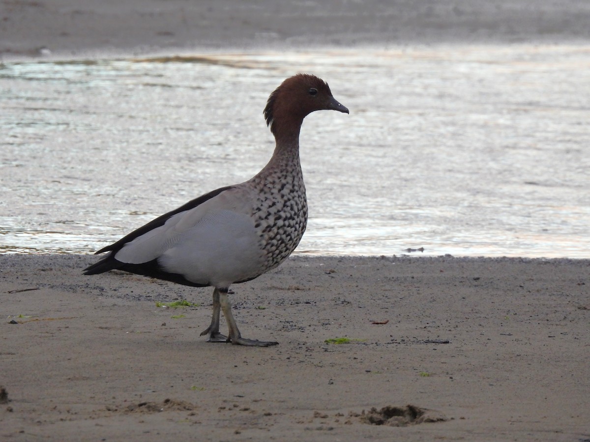 Maned Duck - ML647812081