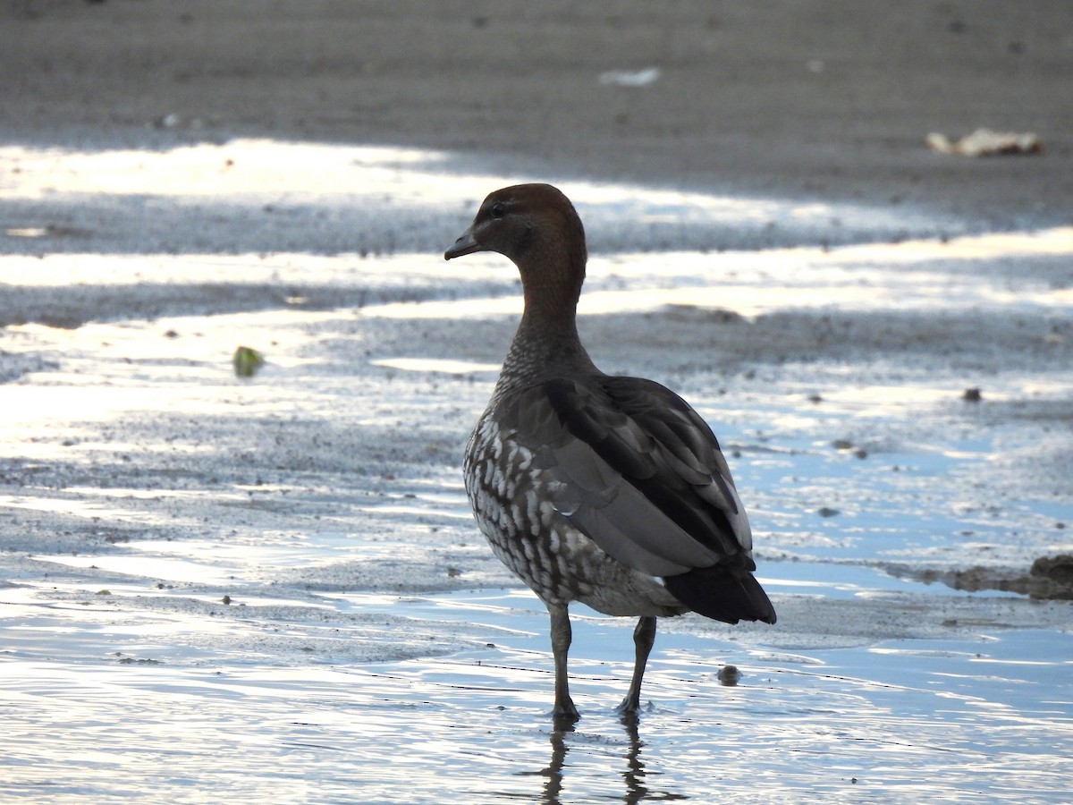 Maned Duck - ML647812082