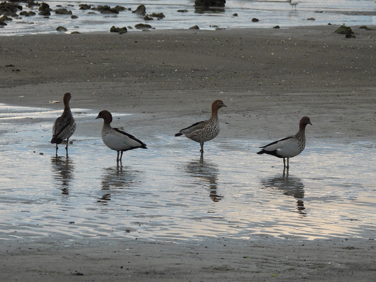 Maned Duck - ML647812083