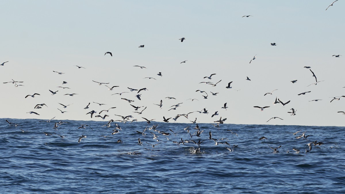 California Gull - ML647812107