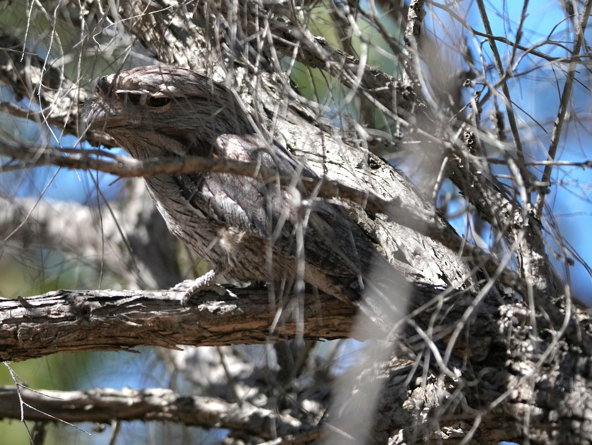 Tawny Frogmouth - ML647812110