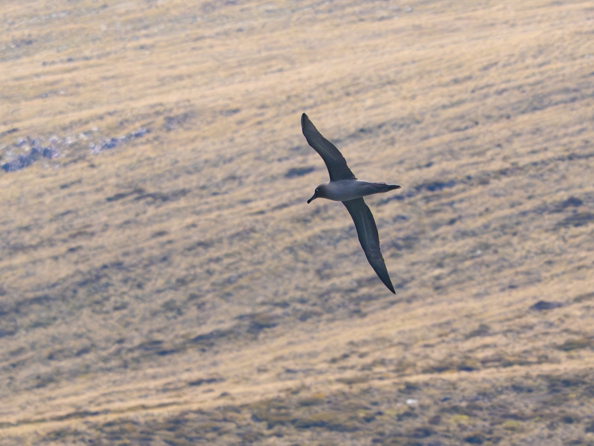 Graumantelalbatros - ML647812144