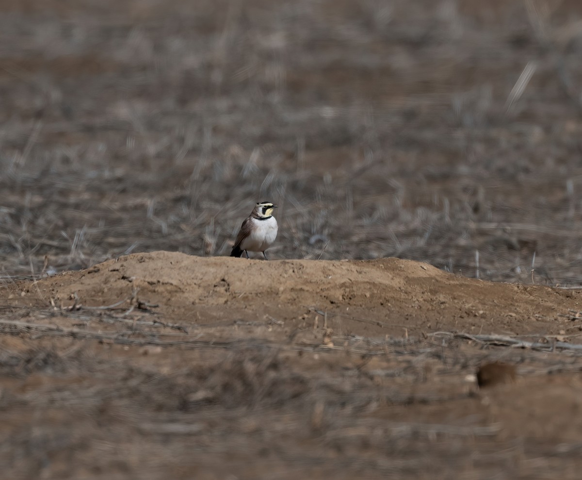 Alondra Cornuda - ML647812161