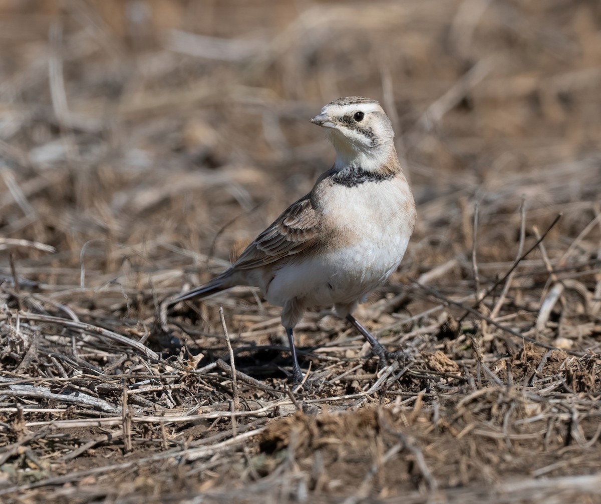 Alondra Cornuda - ML647812162