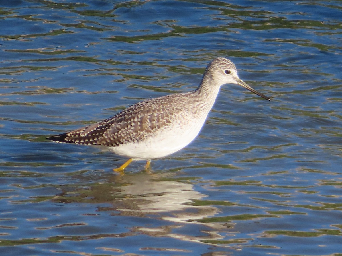 Greater Yellowlegs - ML647812165