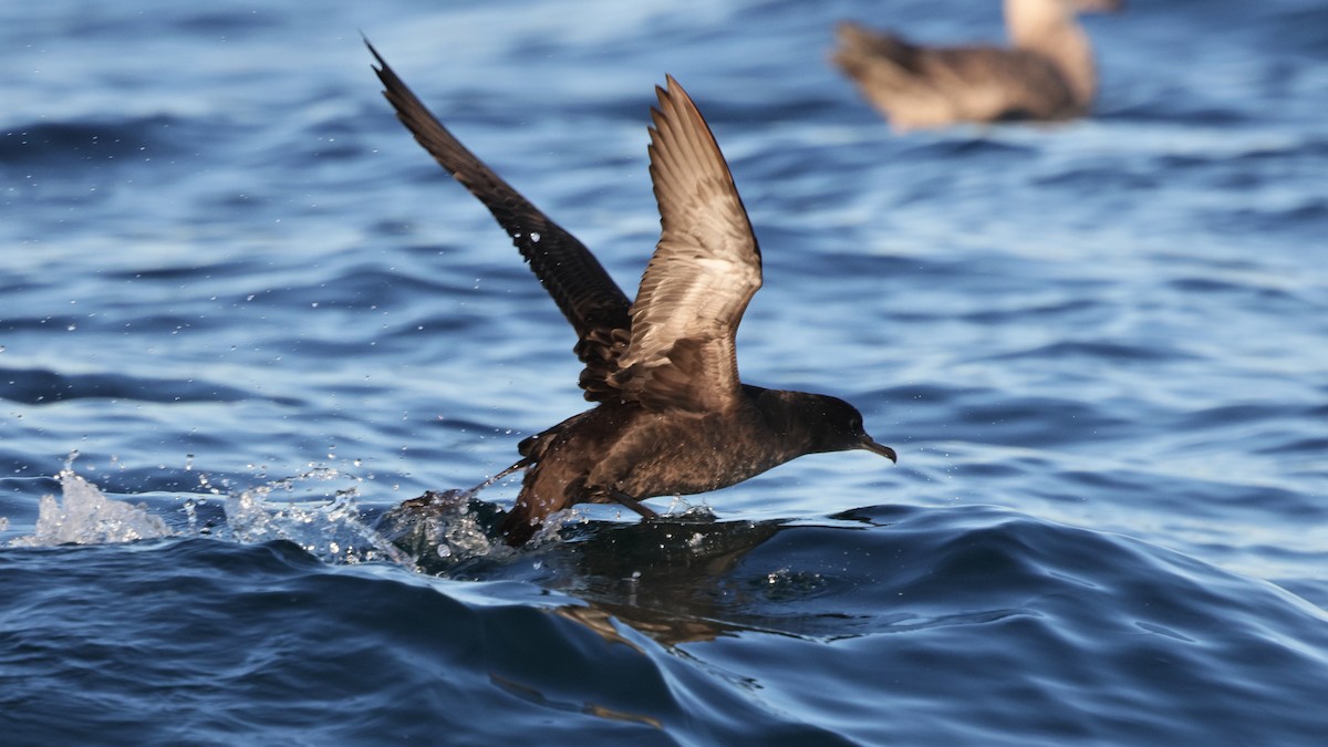 Short-tailed Shearwater - ML647812166