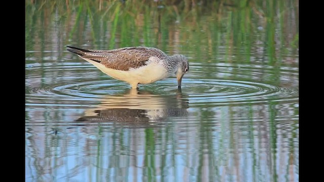 Common Greenshank - ML647812175