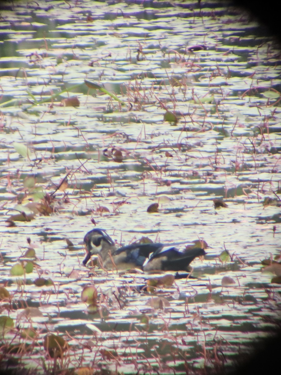 Ahate karolinarra - ML647812176