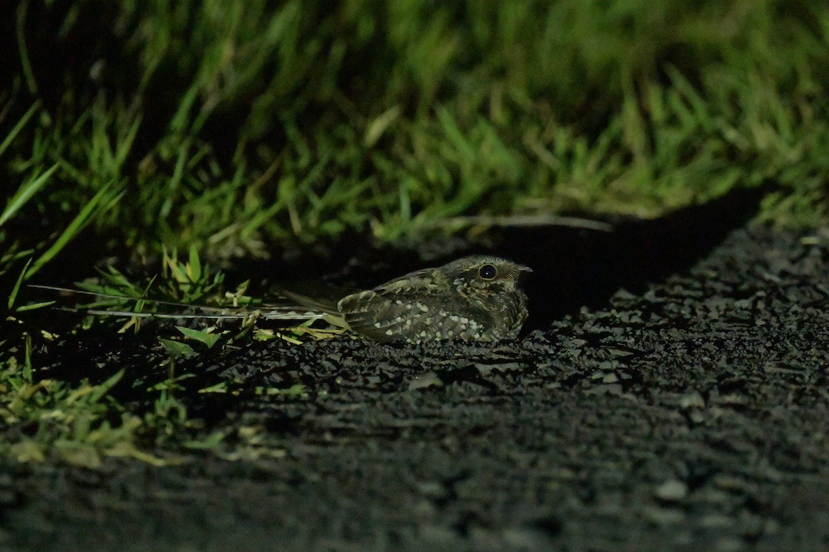 Scissor-tailed Nightjar - ML647812210