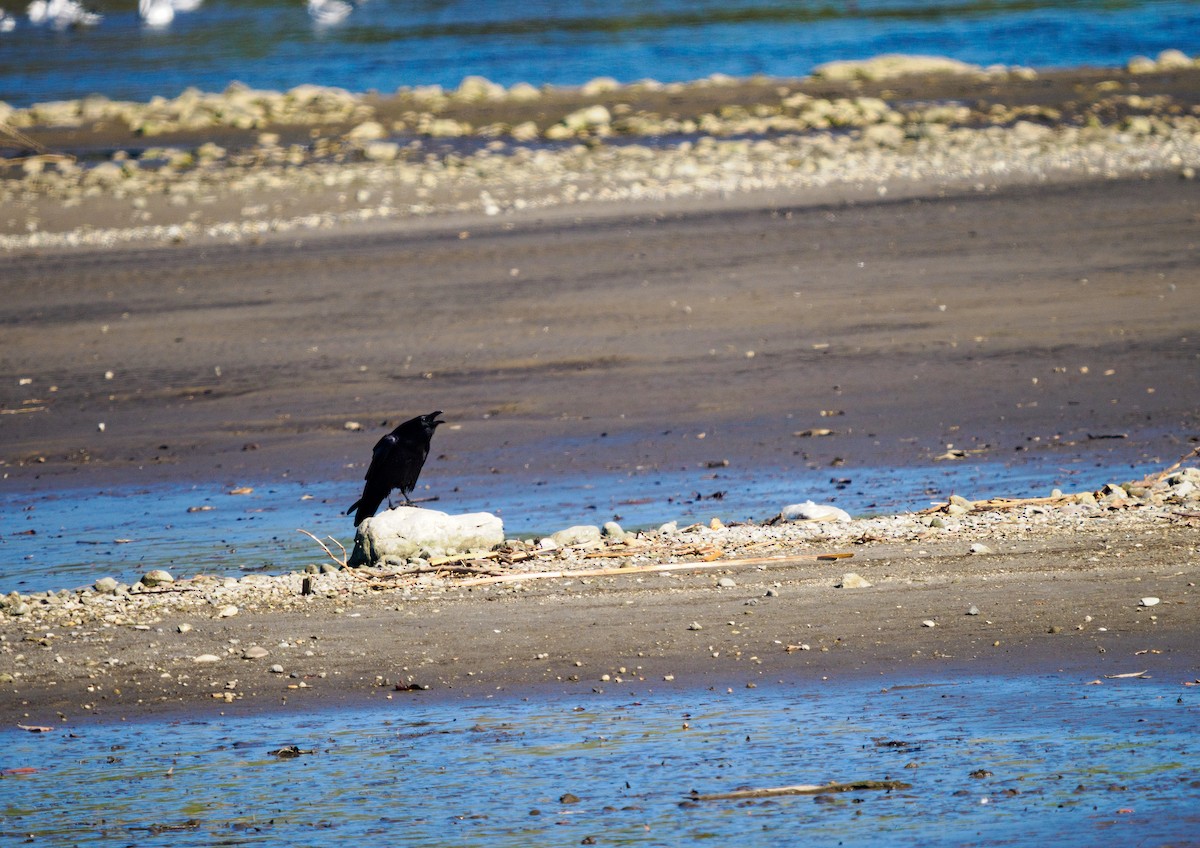 Common Raven - ML647812223