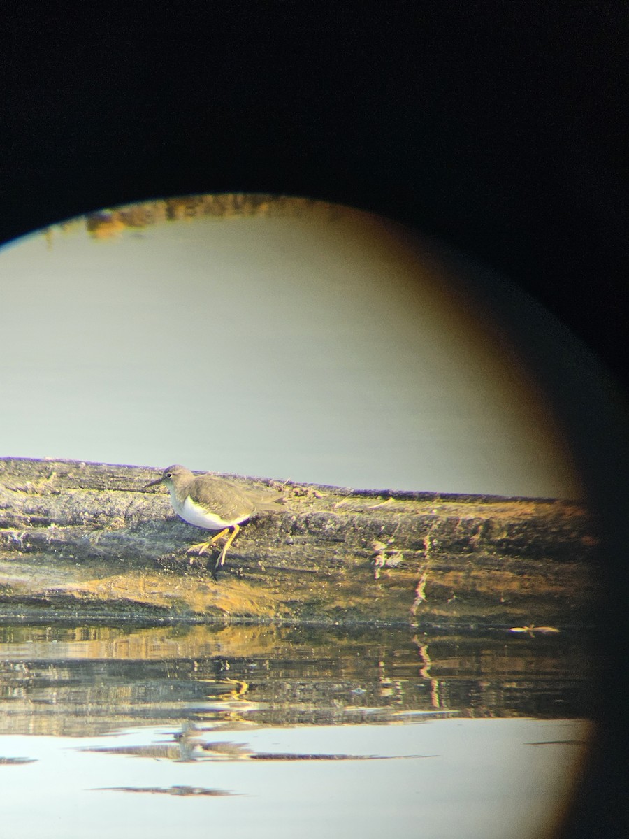 アメリカイソシギ - ML647812252