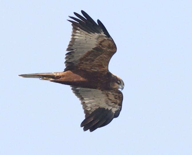 ヨーロッパチュウヒ - ML647812255