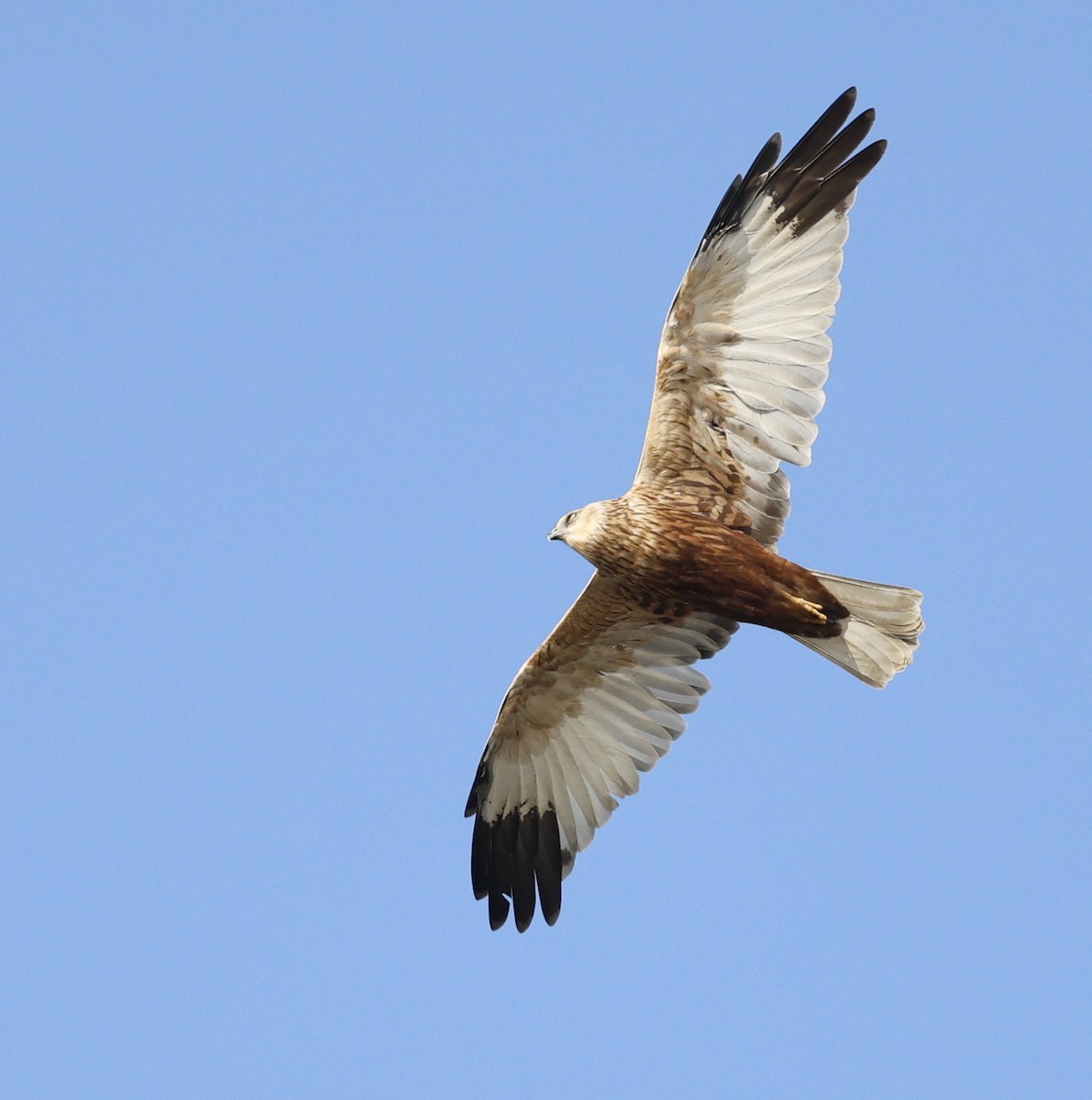 ヨーロッパチュウヒ - ML647812256