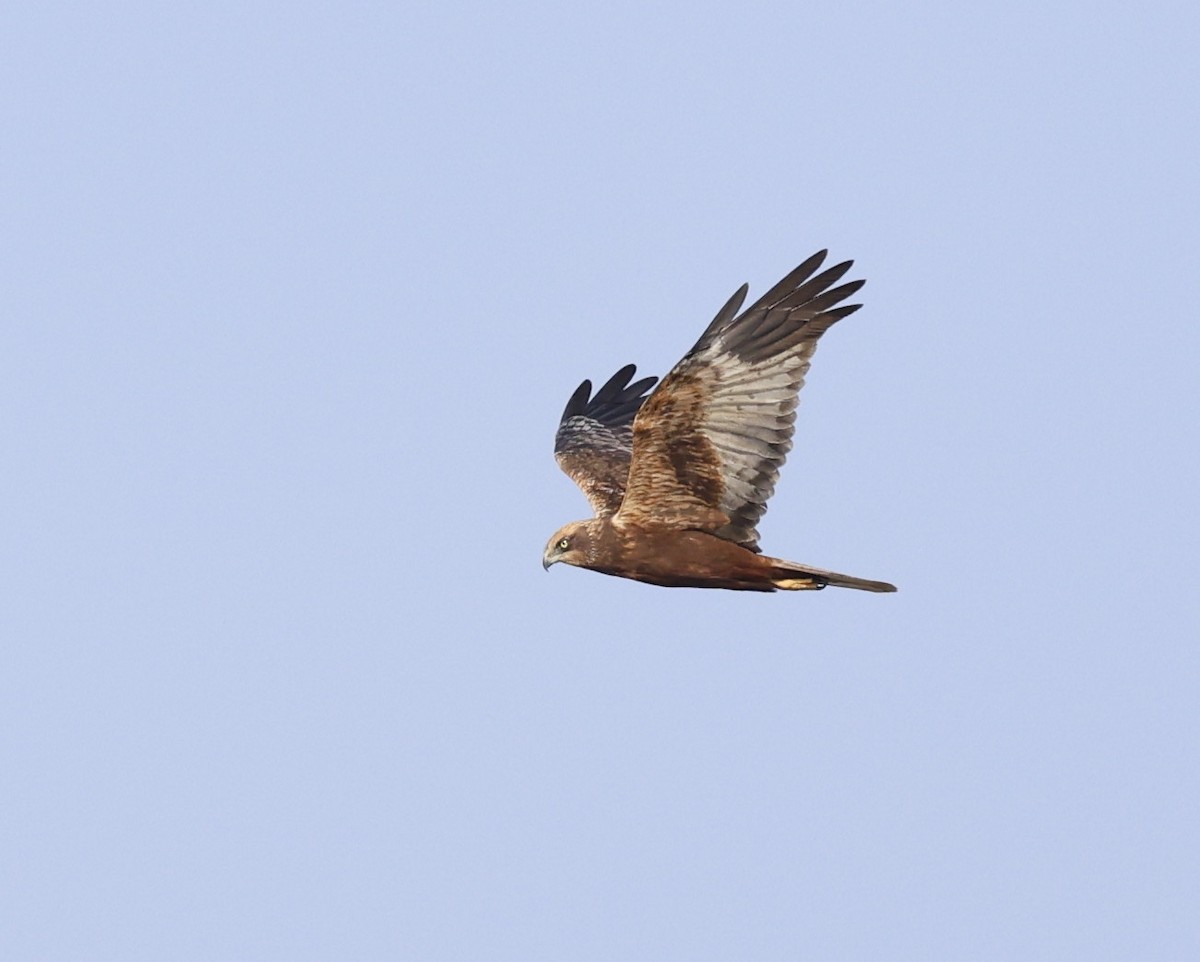 ヨーロッパチュウヒ - ML647812257