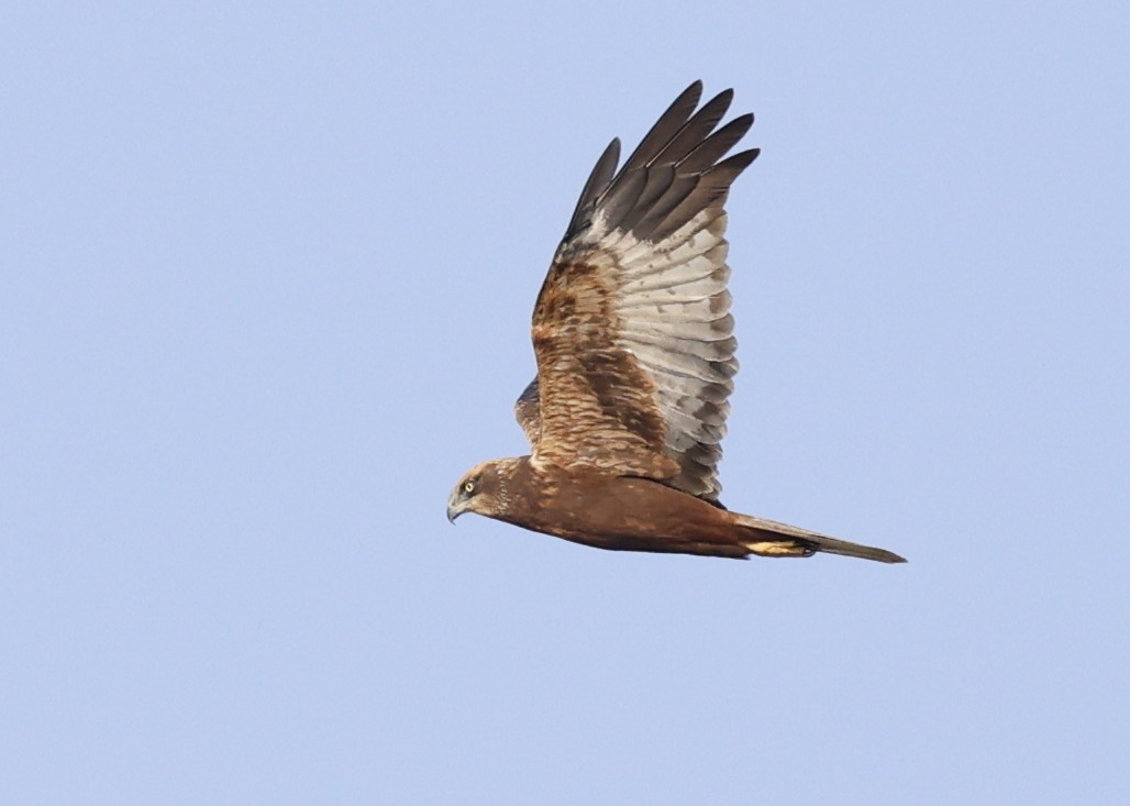 ヨーロッパチュウヒ - ML647812258