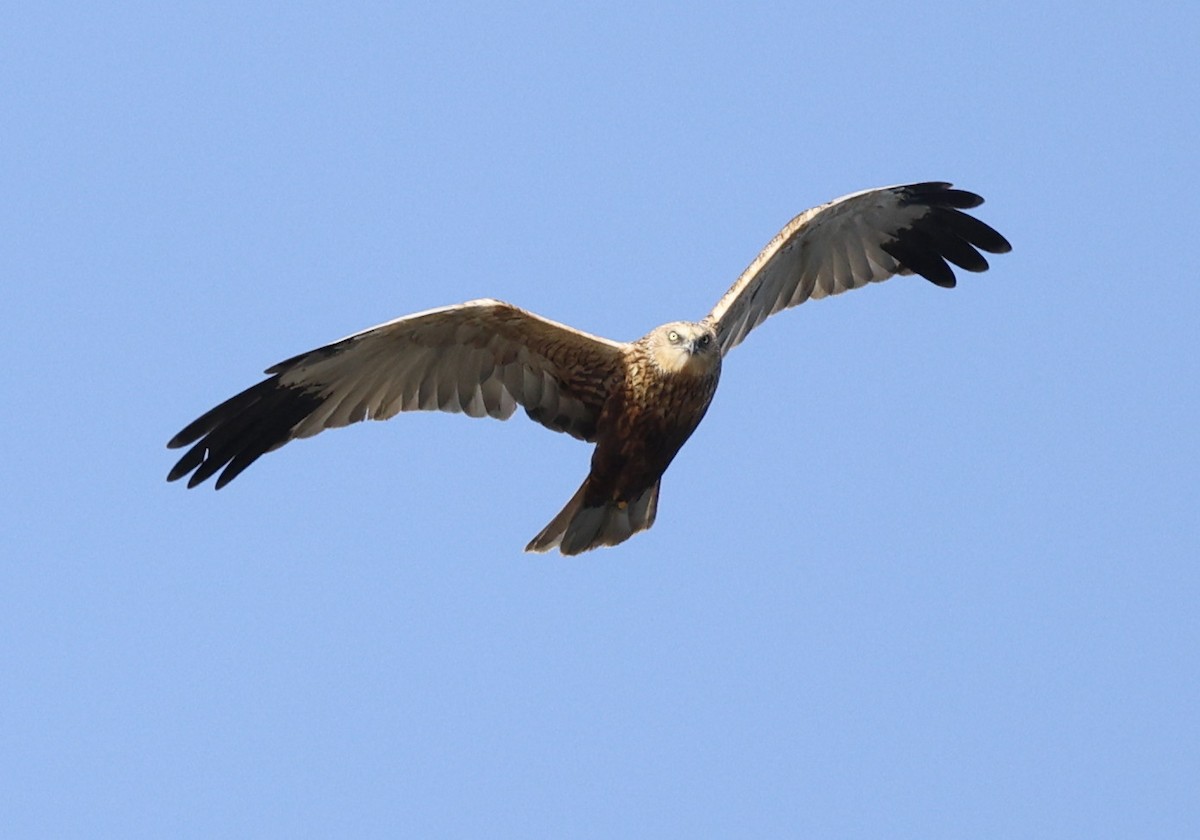 ヨーロッパチュウヒ - ML647812259