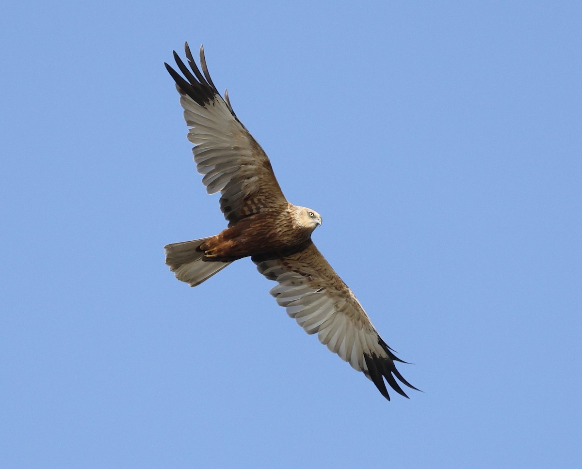 ヨーロッパチュウヒ - ML647812260