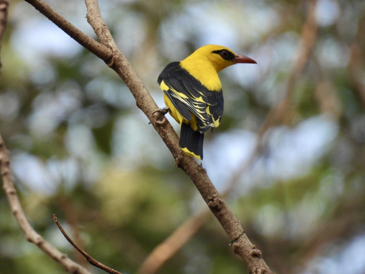 Loriot indien - ML647812270