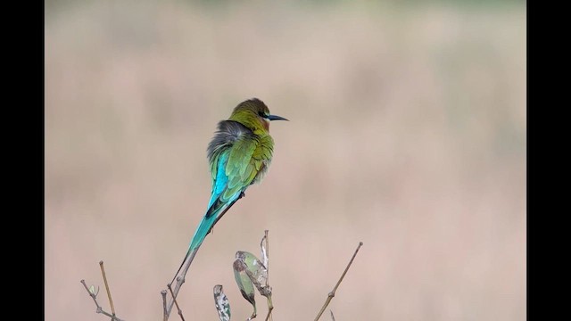 Blue-tailed Bee-eater - ML647812280