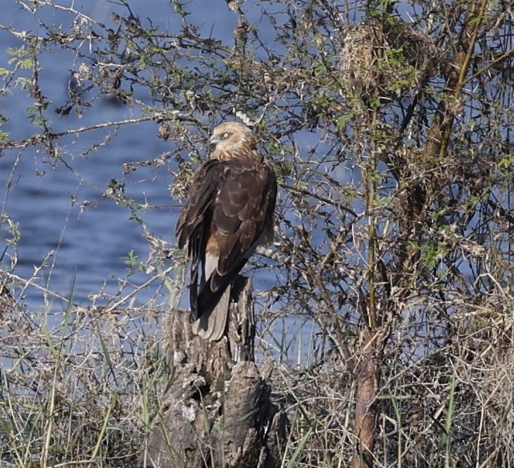 ヨーロッパチュウヒ - ML647812325