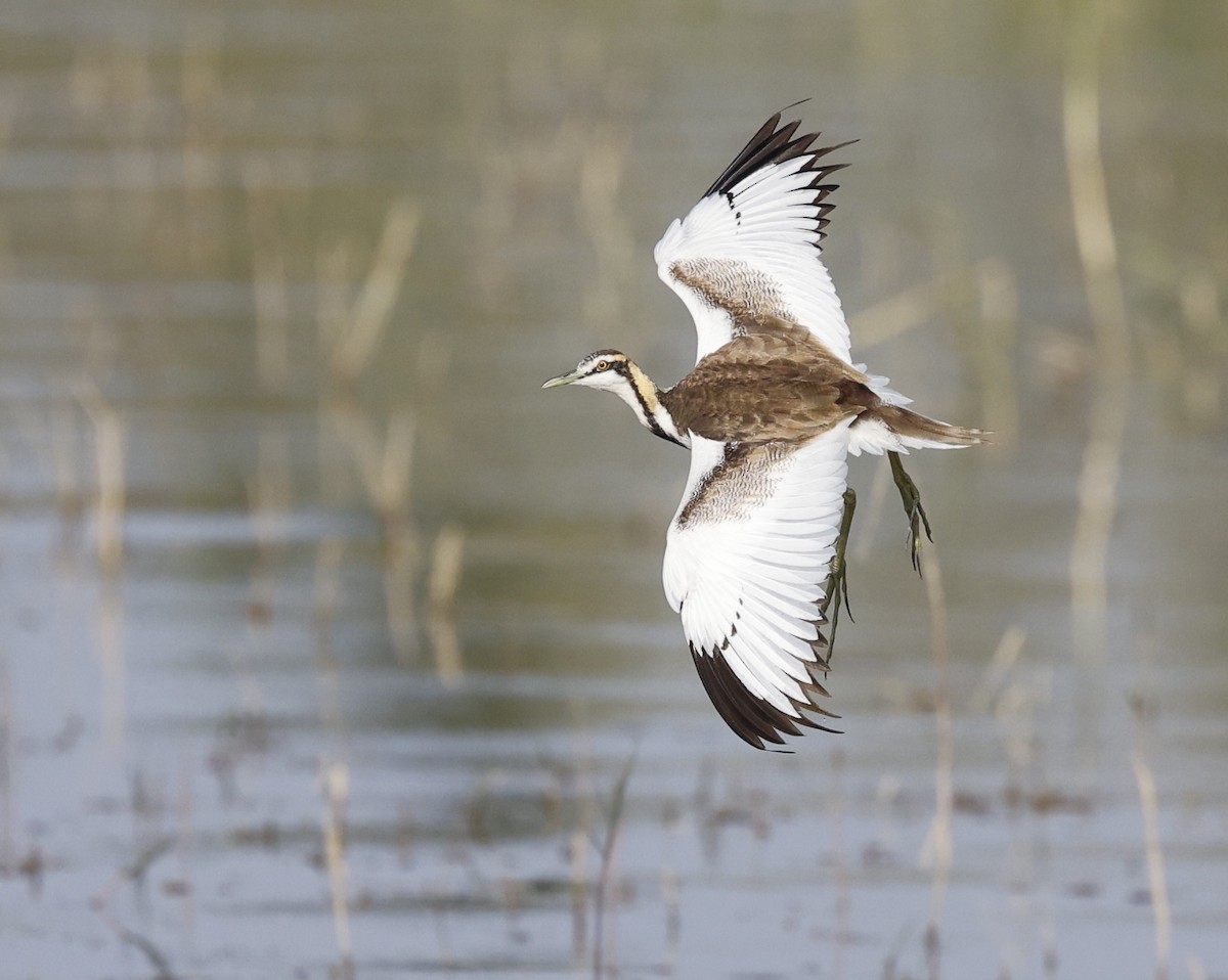 fasanbladhøne - ML647812337