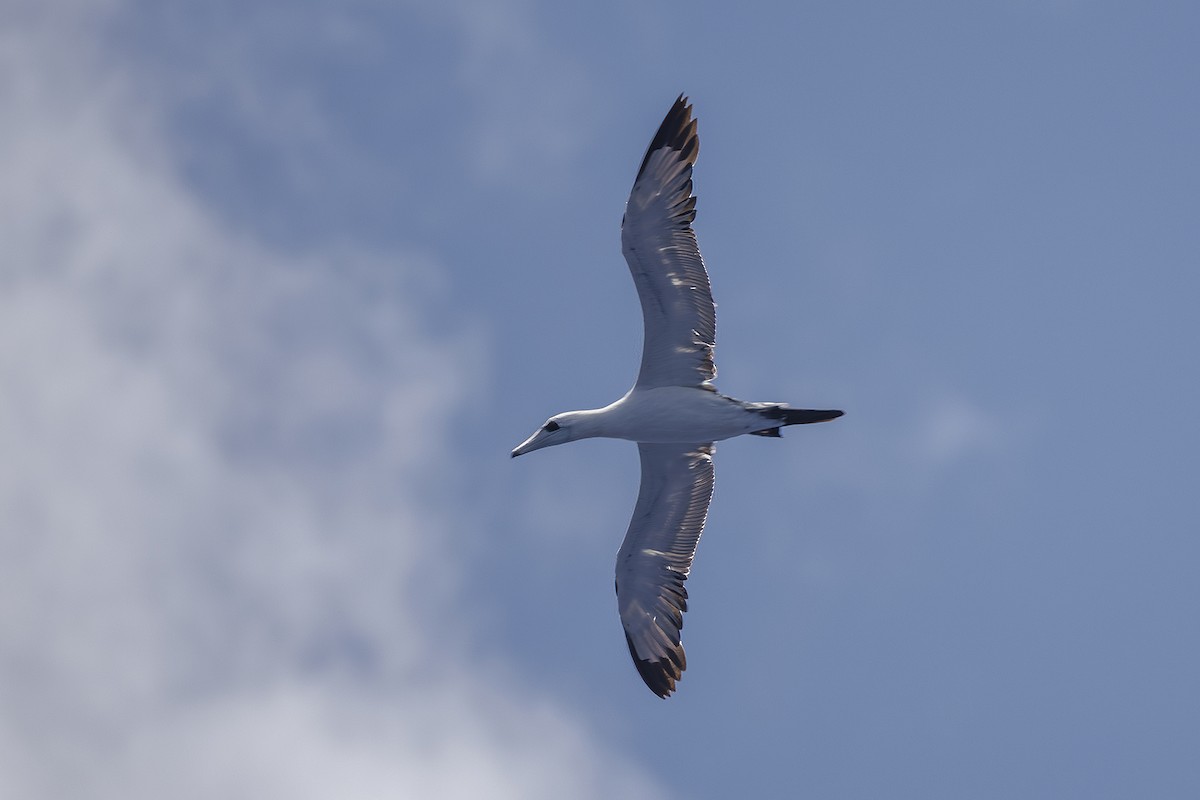 Abbott's Booby - ML647812338