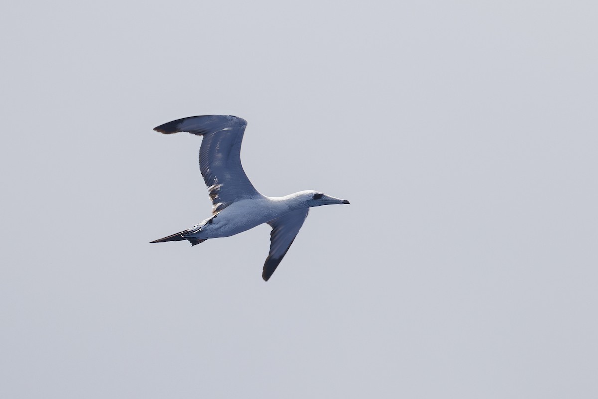 Abbott's Booby - ML647812342