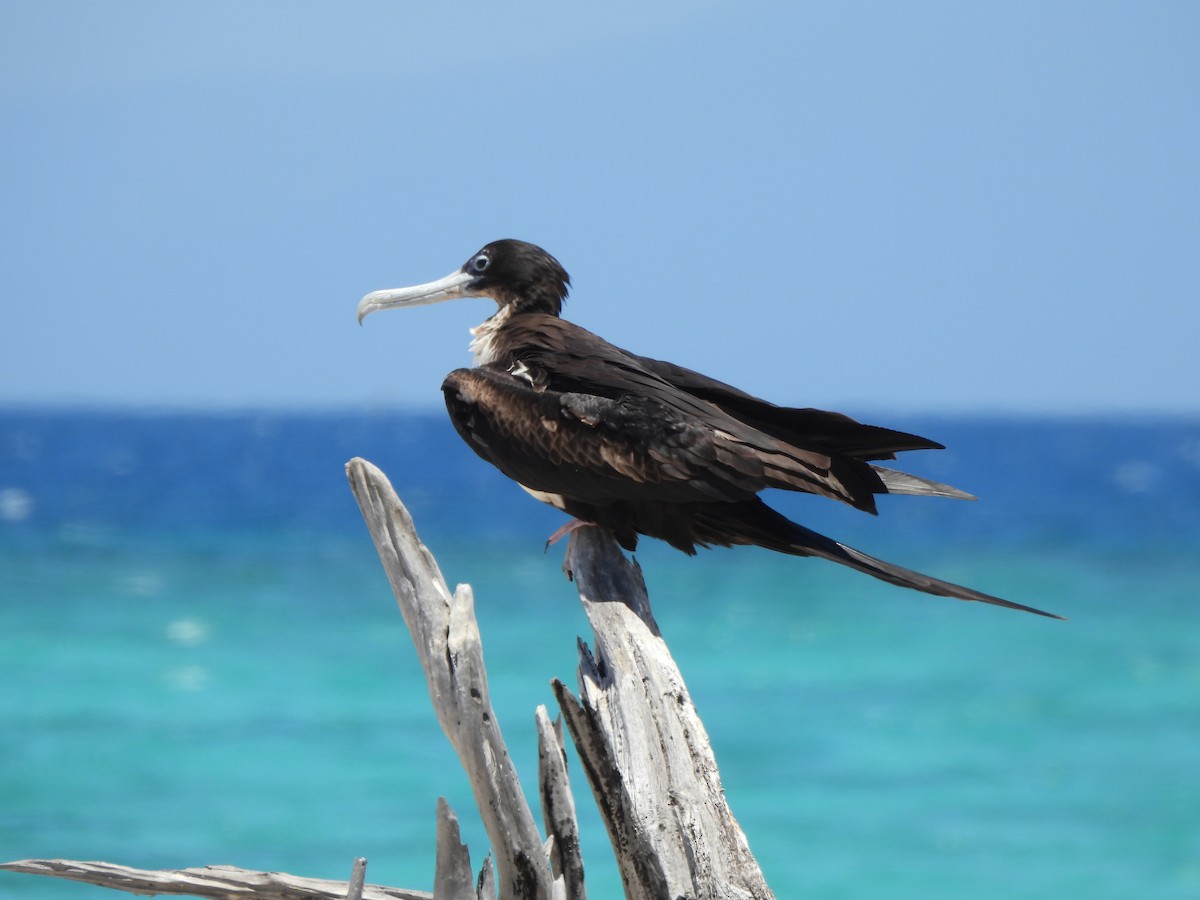 פריגט גדול - ML647812350