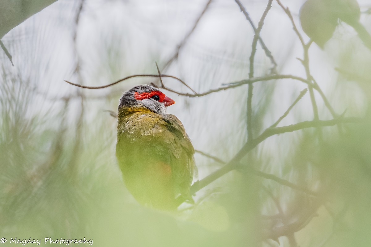 Diamante Cejirrojo - ML647812357