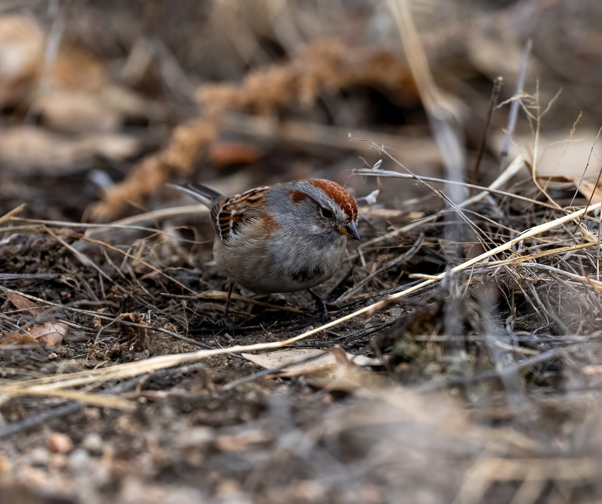 Пасовник північний - ML647812377