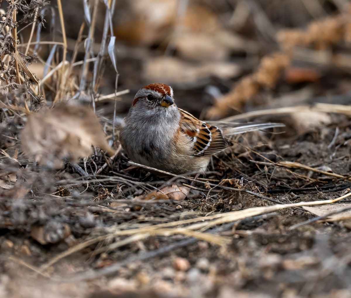Пасовник північний - ML647812378