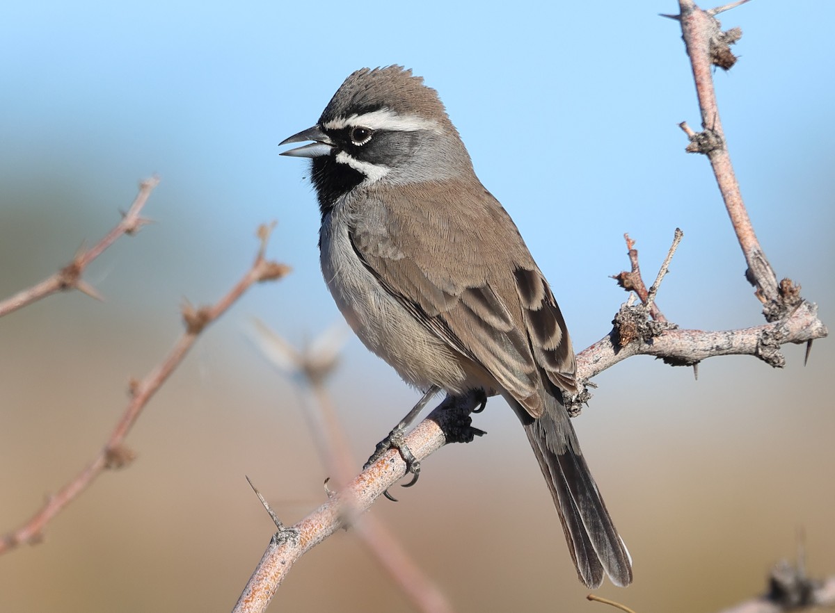 ノドグロヒメドリ - ML647812449