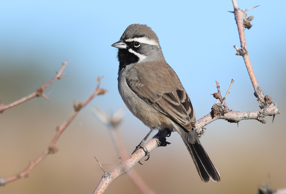 ノドグロヒメドリ - ML647812454