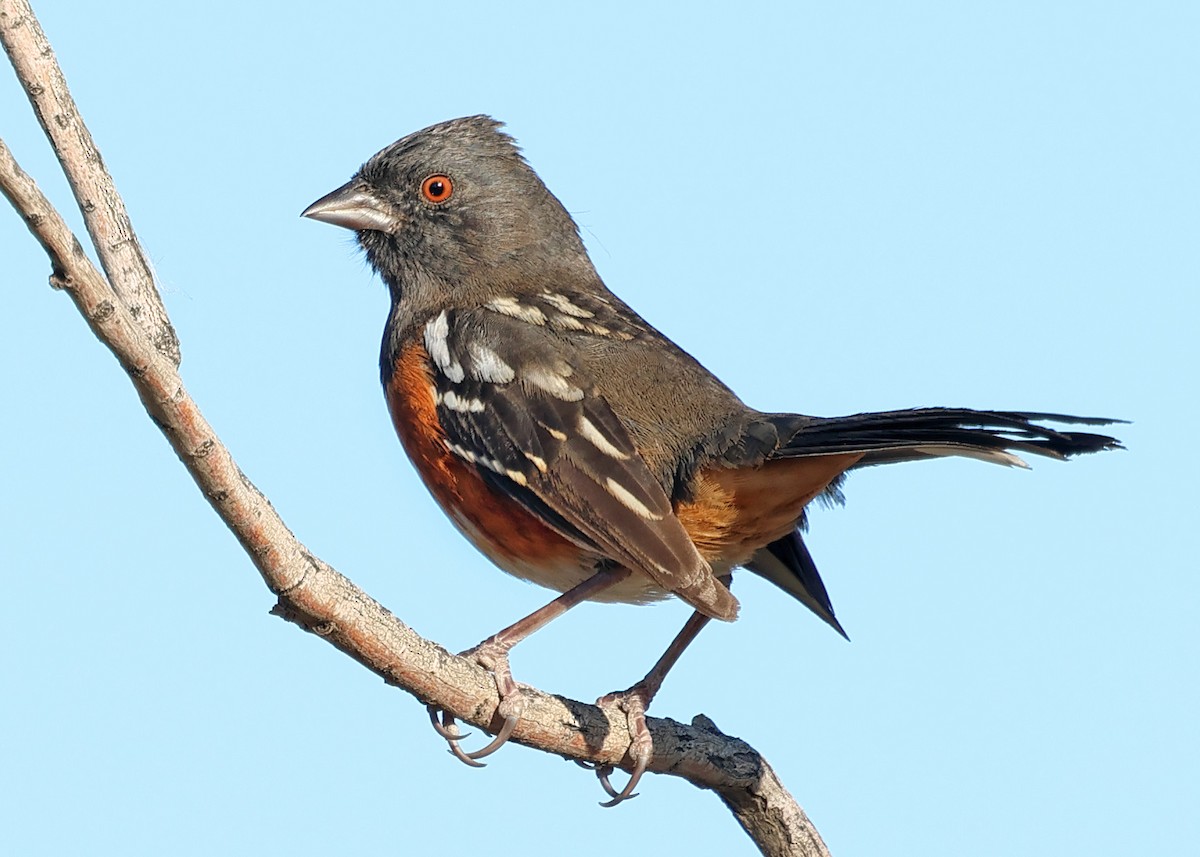 Spotted Towhee - ML647812463