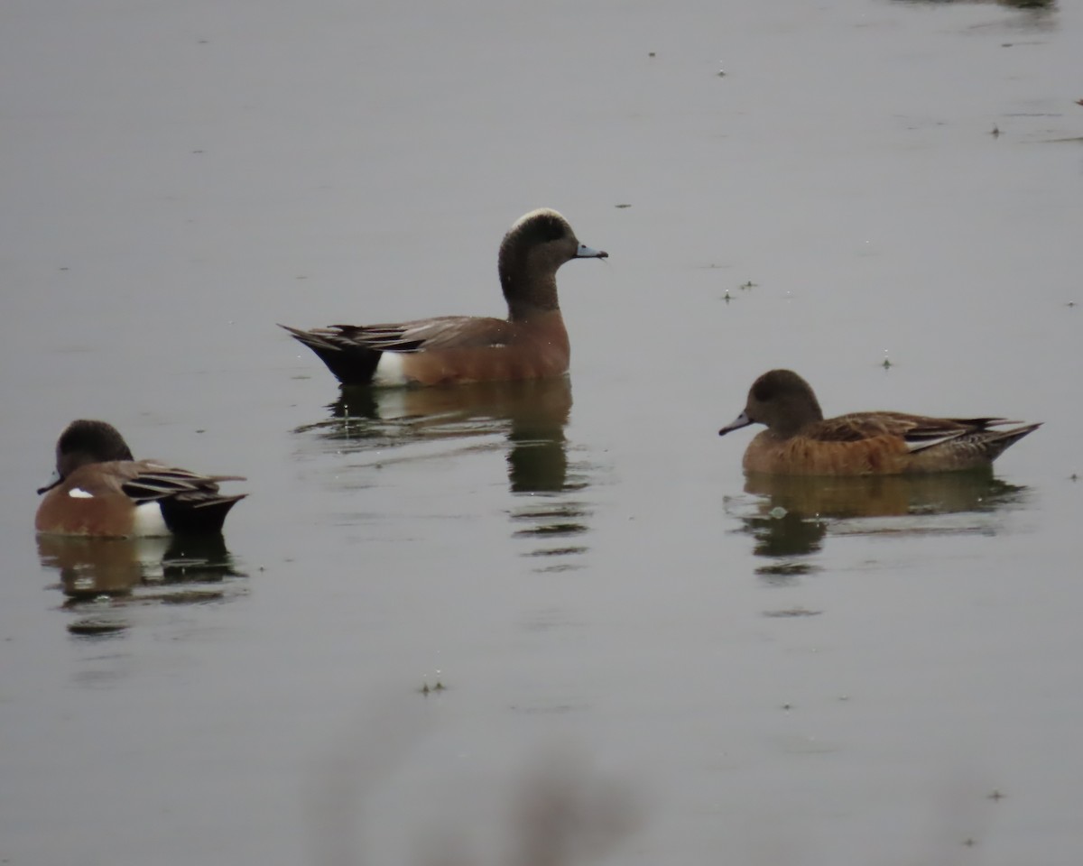 Свищ американський - ML647812483