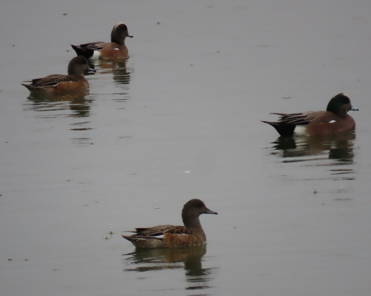 Свищ американський - ML647812484