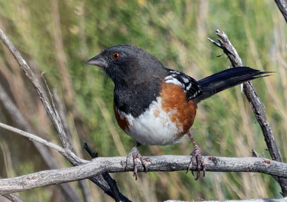 Spotted Towhee - ML647812503