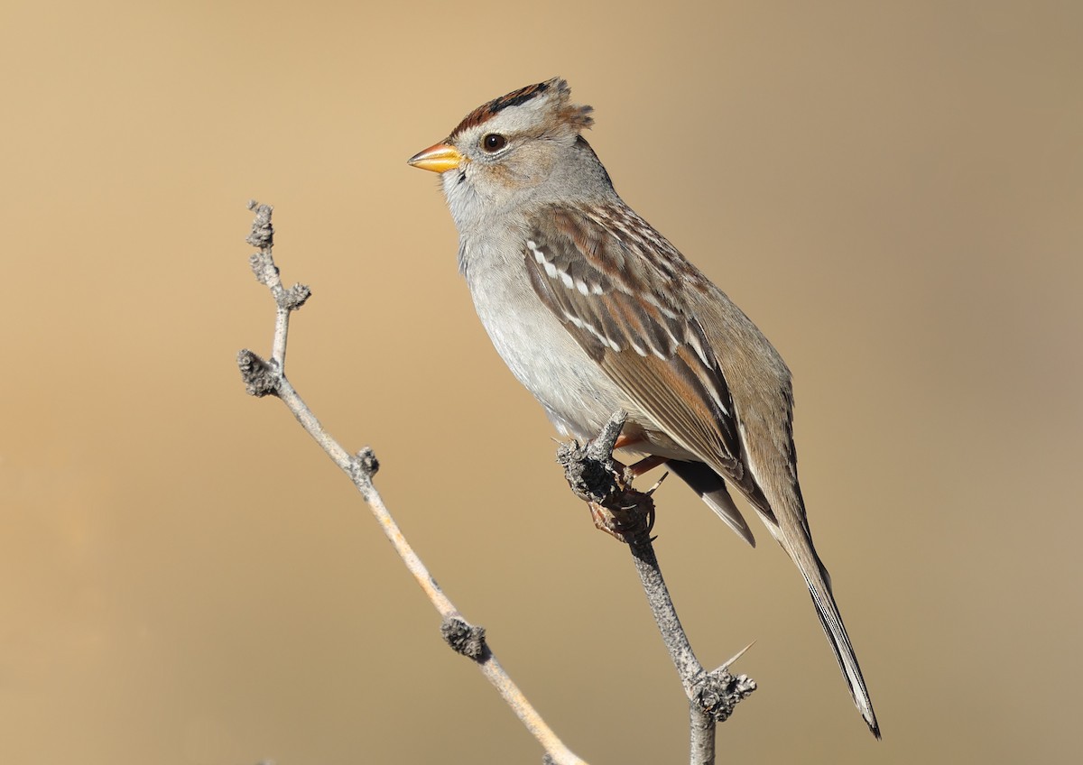 Porsuk Serçesi - ML647812512