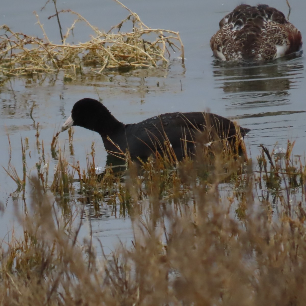 American Coot (Red-shielded) - ML647812520